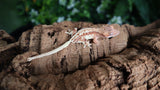 Frappuccino Crested Gecko FRAP13
