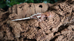 Frappuccino Crested Poss Female FRAP15