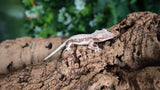 100 HET Lily White Axantic Crested Gecko AXHET03