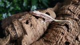 100 HET Lily White Axantic Crested Gecko AXHET03