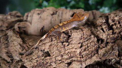 100 HET Axanthic Crested CGAX6