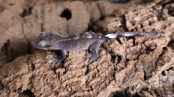 Axthanthic Crested Gecko CGAX302