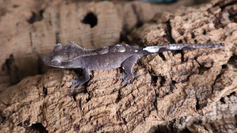 Axthanthic Crested Gecko CGAX302
