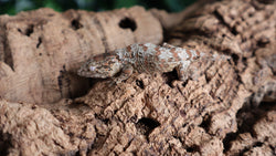 Leachianus Baby GTX LB488