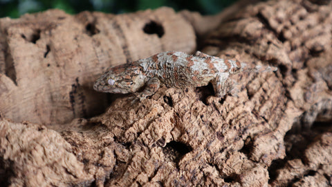 Leachianus Baby GTX LB488