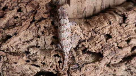 Leachianus GTX LB487