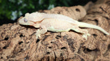 Hypo Margin Lily White Female Crested CLW113