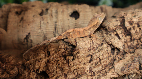 Crested x Chaoua Hybrid CG281