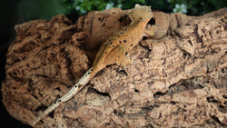 Red Super Dalmatian Female Crested CG315