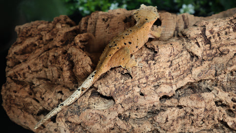 Red Super Dalmatian Female Crested CG315