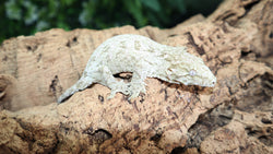 LB489  Stunning Leachianus