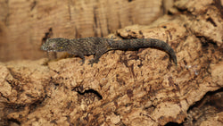 Eurydactylodes Occidentalis EOB11