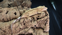 Tangi (Poss Cap) Female Crested CG312