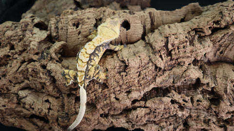 Tricolor Female Crested CG303