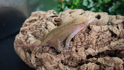 Red Patternless Female Crested CG283