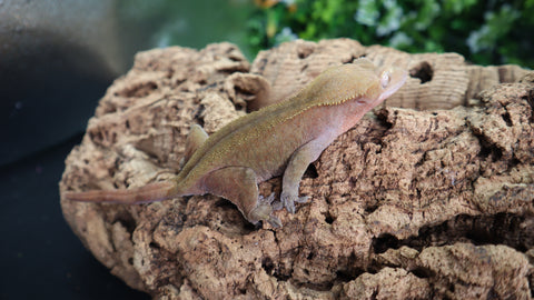 Red Patternless Female Crested CG283