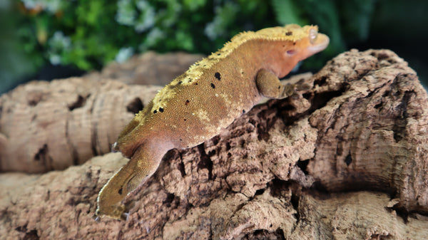 Harlequin Dalmatian Female Crested CG286