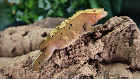 Harlequin Dalmatian Female Crested CG286