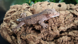 Phantom Dalmatian Male Crested CG308