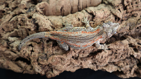 Orange Stripe Female Gargoyle GG289