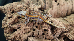 Red Strie Gargoyle GG311