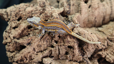 Red Strie Gargoyle GG311