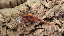 Red Stripe Gargoyle GG301