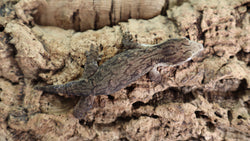 Pure MTK Melanistic Leachianus Gecko Male LB462