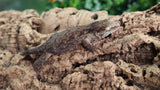 Pure MTK Melanistic Leachianus Gecko Male LB462
