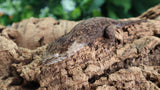 Pure MTK Melanistic Leachianus Gecko Male LB462