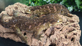 LB513- High Color Melanistic Leachianus
