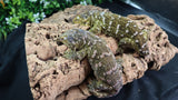 LB514- 100% Het. Melanistic Leachianus