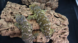 LB518- Het. Melanistic Leachianus