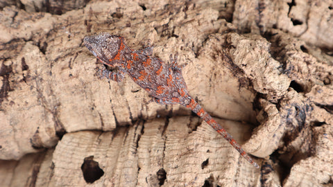 GG327 Blotch Gargoyle