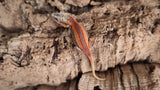 GG318 High red Gargoyle Gecko