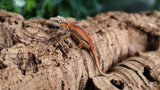 GG318 High red Gargoyle Gecko