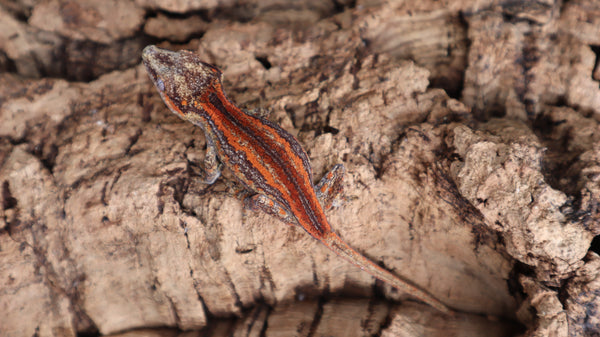 GG326 Amazing baby Gargoyle gecko