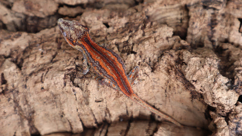 GG326 Amazing baby Gargoyle gecko