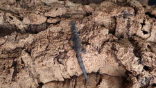 Other Geckos