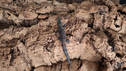 EOB18 Eurydactylodes Occidentalis