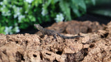 EOB18 Eurydactylodes Occidentalis