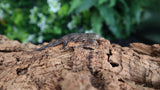 EOB18 Eurydactylodes Occidentalis