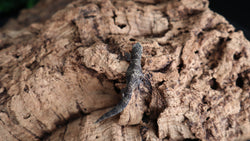 Eurydactylodes Occidentalis EOB17