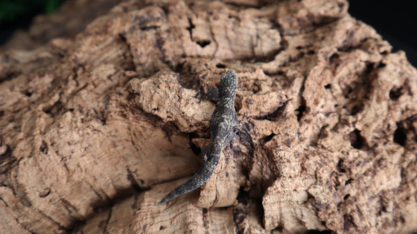 Eurydactylodes Occidentalis EOB17