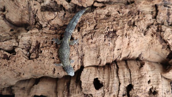 Eurydactylodes Agricolae EAB12