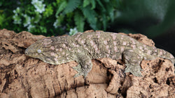 Leachianus Bayo M LB484