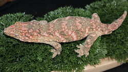 High Color Female Leachianus LB482