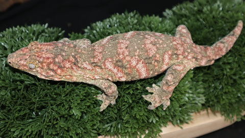 High Color Female Leachianus LB482