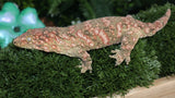 High Color Female Leachianus LB482
