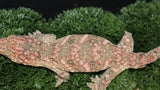 High Color Female Leachianus LB482